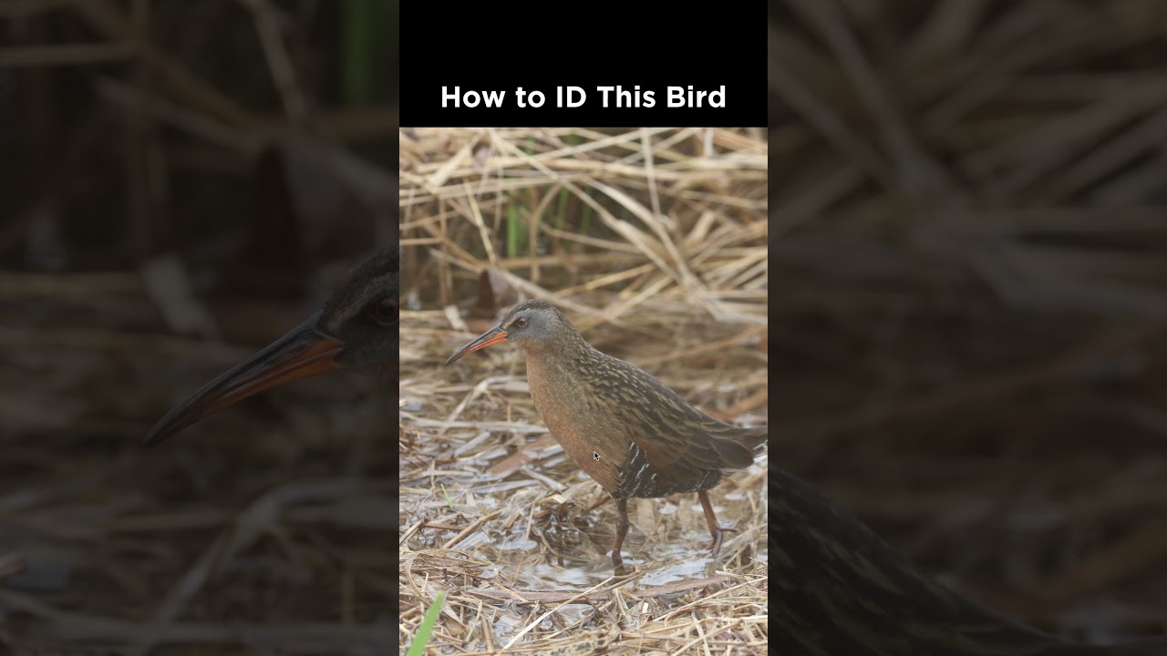 Can you identify this marsh bird?
