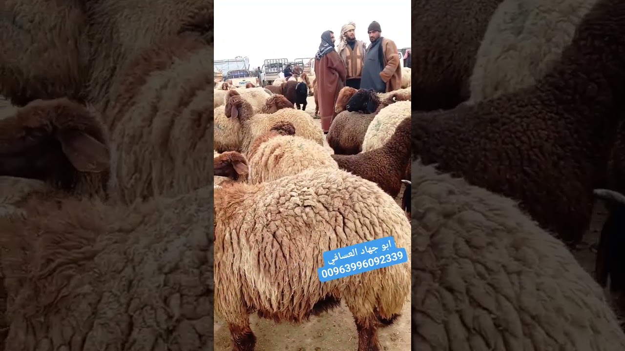 سوق الرقة بيزار حزيمة تصوير ابو جهاد للتواصل الرقم على الشاشة 