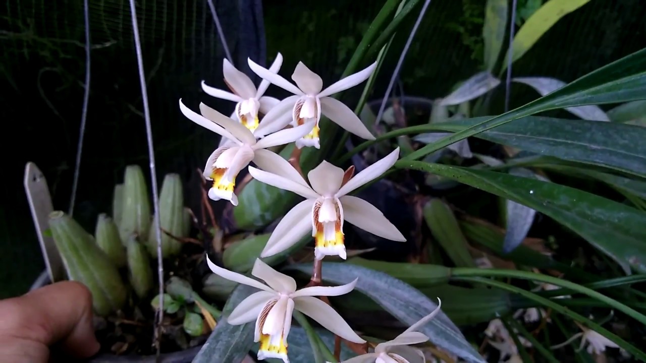 Fases do desenvolvimento das Coelogynes (flaccida e algumas outras)