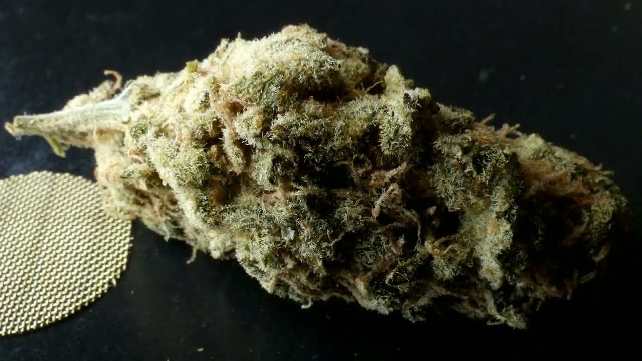 L'&Eacute;LECTRO POT 191 - LE CACTUS BREATH DE DISTINKT CANNABIS PAR MENDO S&Eacute;LECT