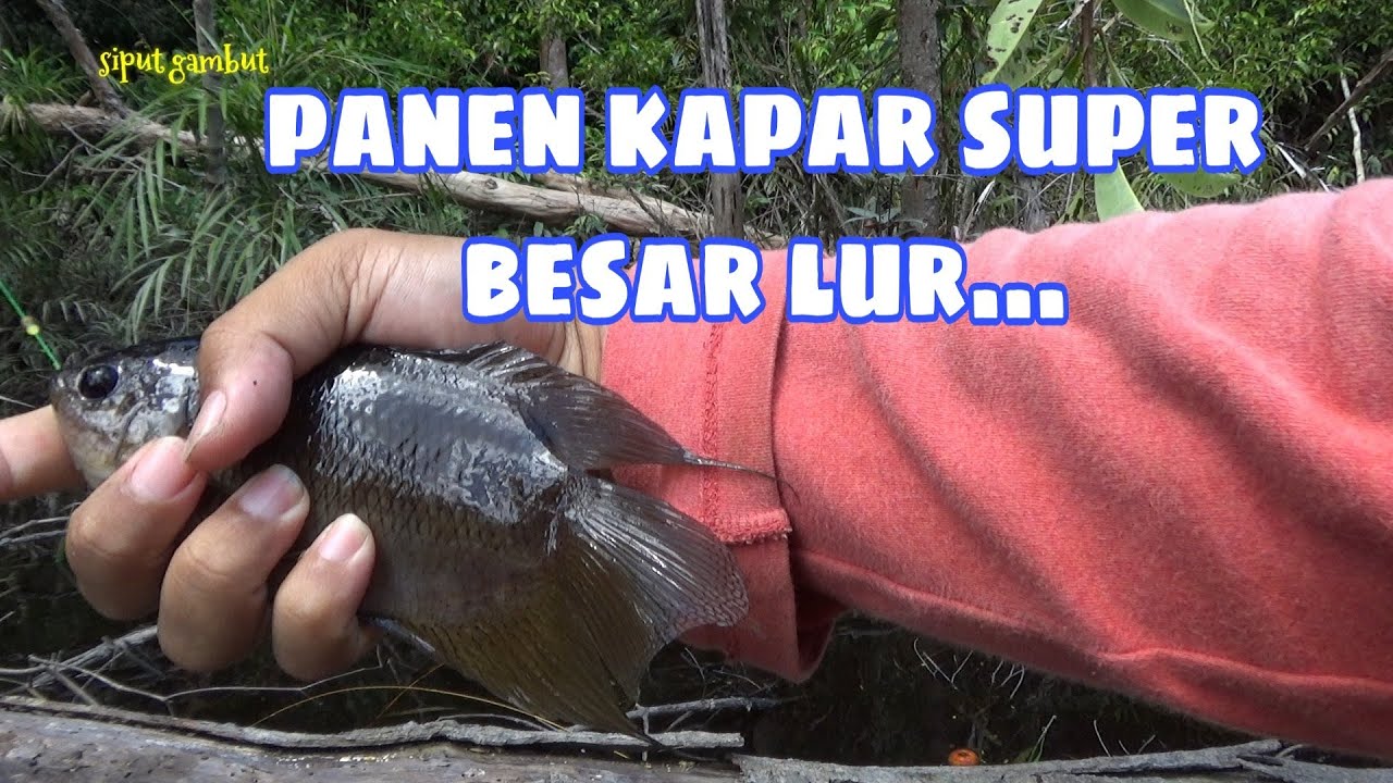 mancing ikan kapar di sarang buaya darat di tengah hutan belantara
