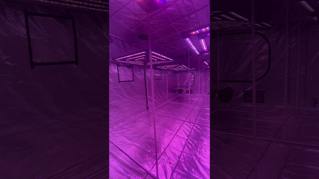 Giant Gorilla Grow Tent with Kind LED X2 Commercial Grow Lights