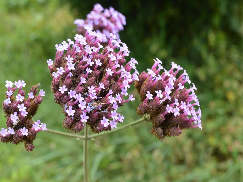 VERBENA DE JARDIN  (Verbena bonariensis) PLANTAS MEDICINALES
