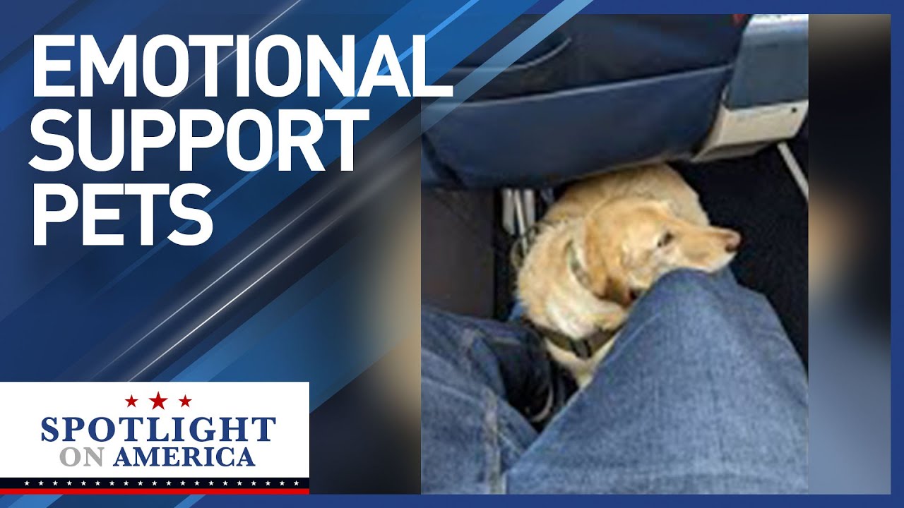 Airlines ban emotional support animals after years of fraud and hazards