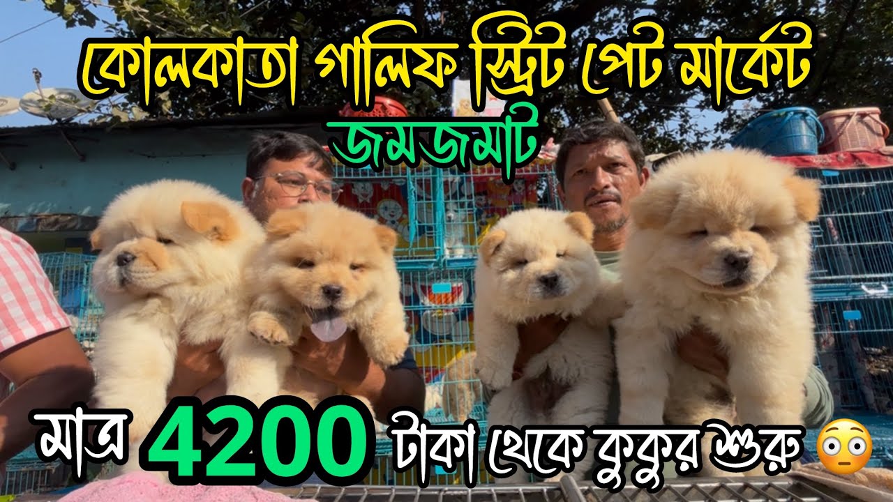 4200 টাকা থেকে কুকুর শুরু 😳🔥| Galiff Street Pet Market | Dog Market in Kolkata 