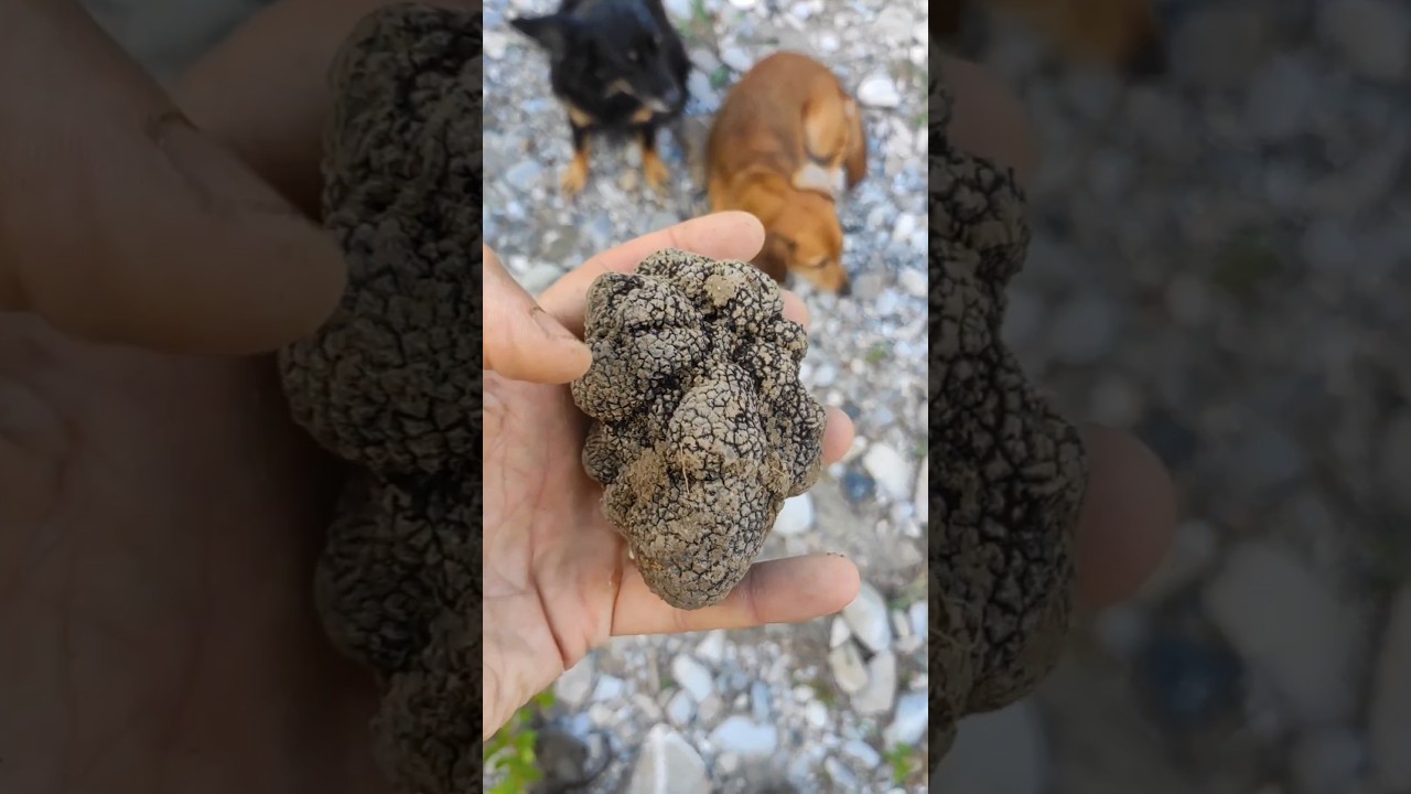 Far&ograve; arrabbiare molti tartufai 🤷🏻&zwj;♂️Vi rivel&ograve; 3 segreti per trovare i tartufi!
