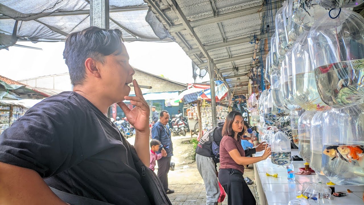 Update Harga Ikan Hias Lapak Kamboja 😻 Pasar Ikan Hias Parung