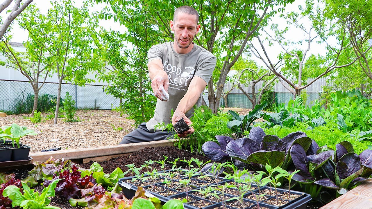 How to Transplant Seedlings into the Garden, 4 Mistakes you MUST Avoid