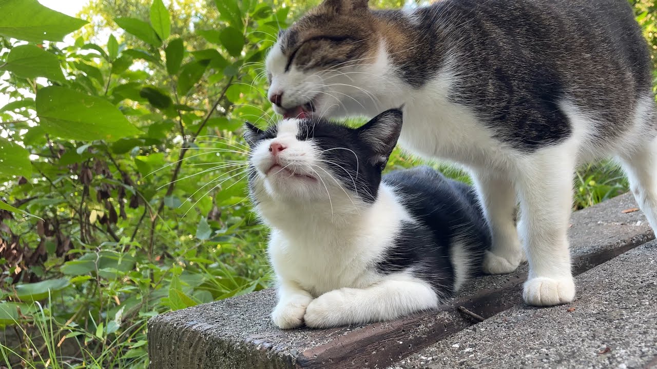 夏よりあつい♡仲良し猫コンビの毛づくろいタイム