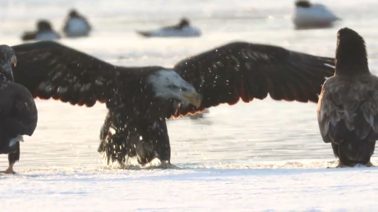Eagle tries to impress other eagles with backflip, lands in lake
