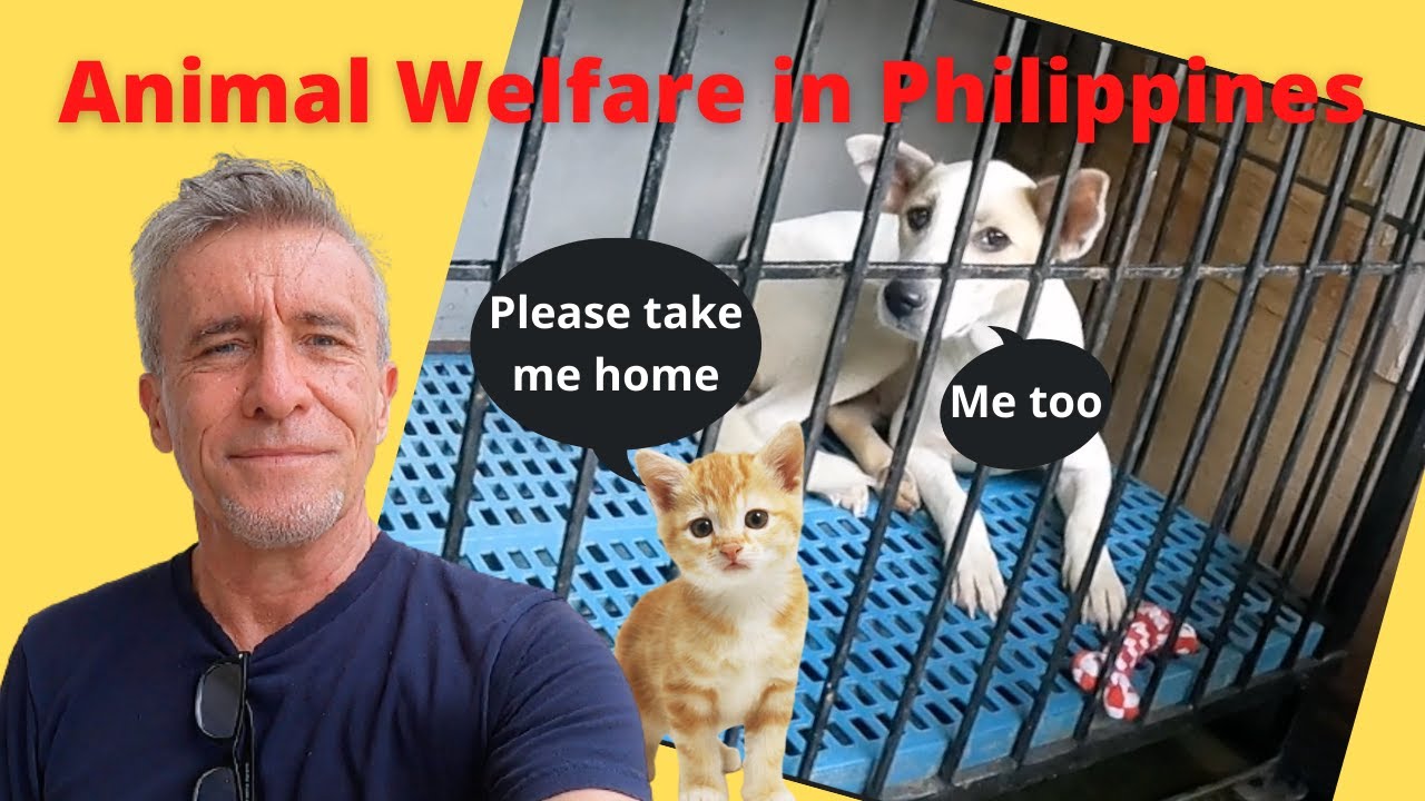 IS THERE ANIMAL WELFARE IN THE PHILIPPINES? We visit CARA, an animal welfare Clinic in Manila.