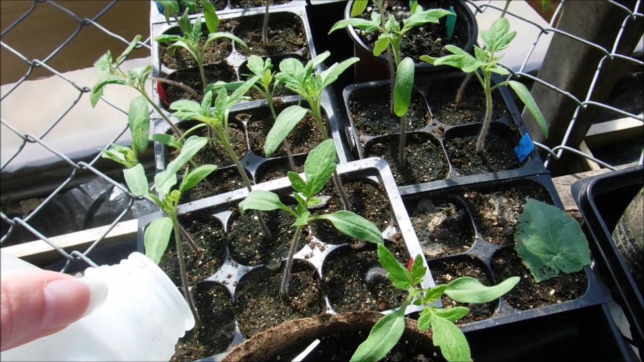 how to feed tomato seedlings, when to start feeding tomato seedlings