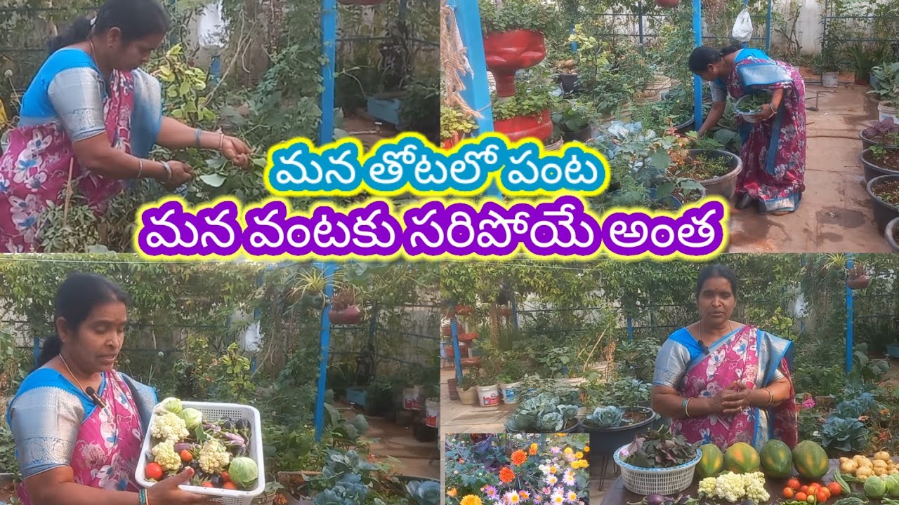  ఇంటి ముందు కొంచెం జాగా ఉంటే చాలు సంవత్సరం పొడవునా కూరగాయలు పండ్లు ఆకుకూరలు ఇంట్లోనే పండించుకోవచ్చు 