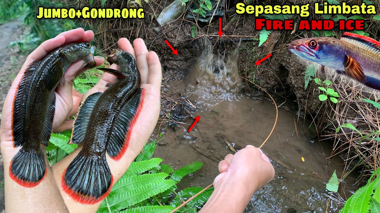 Mancing channa limbata fire and ice rim merah pekat dapat satu pasang Jumbo !!!