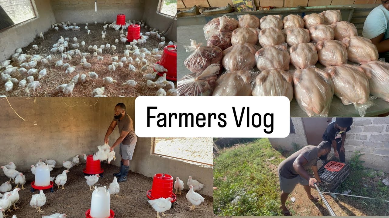 Farm Life Vlog | How I Make Money Selling Chickens | Profitable Poultry Farming Business Guide