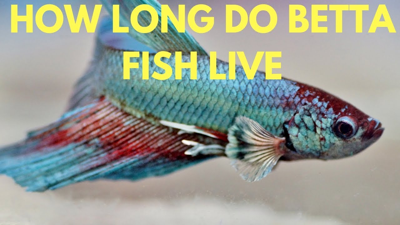 How long do Betta Fish Live