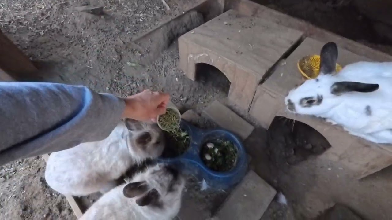 Feeding Our Family Pet Rabbits Every Morning