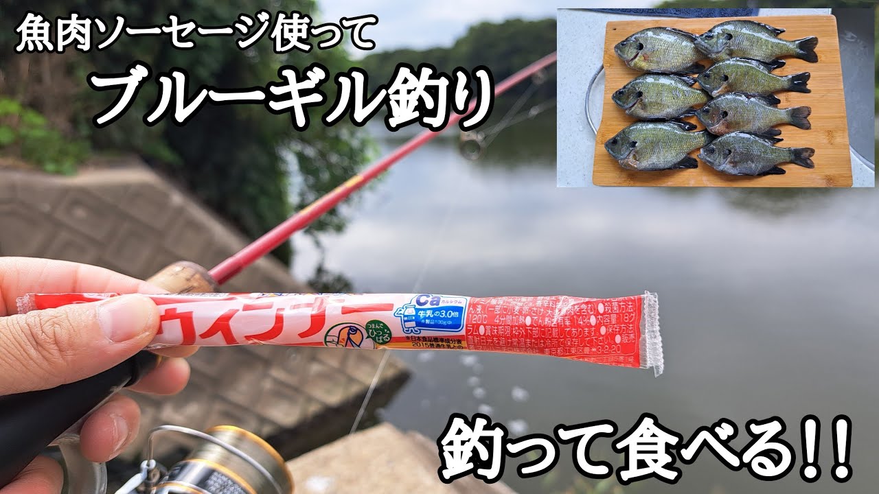 【ブルーギル釣り】魚肉ソーセージで、ブルーギル釣って塩焼き、煮付けで食べてみた！