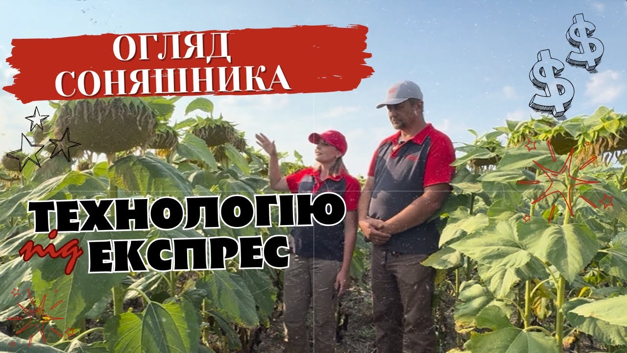 Топ-гібриди соняшника Неймар Плюс і Астон від Арт-Агро