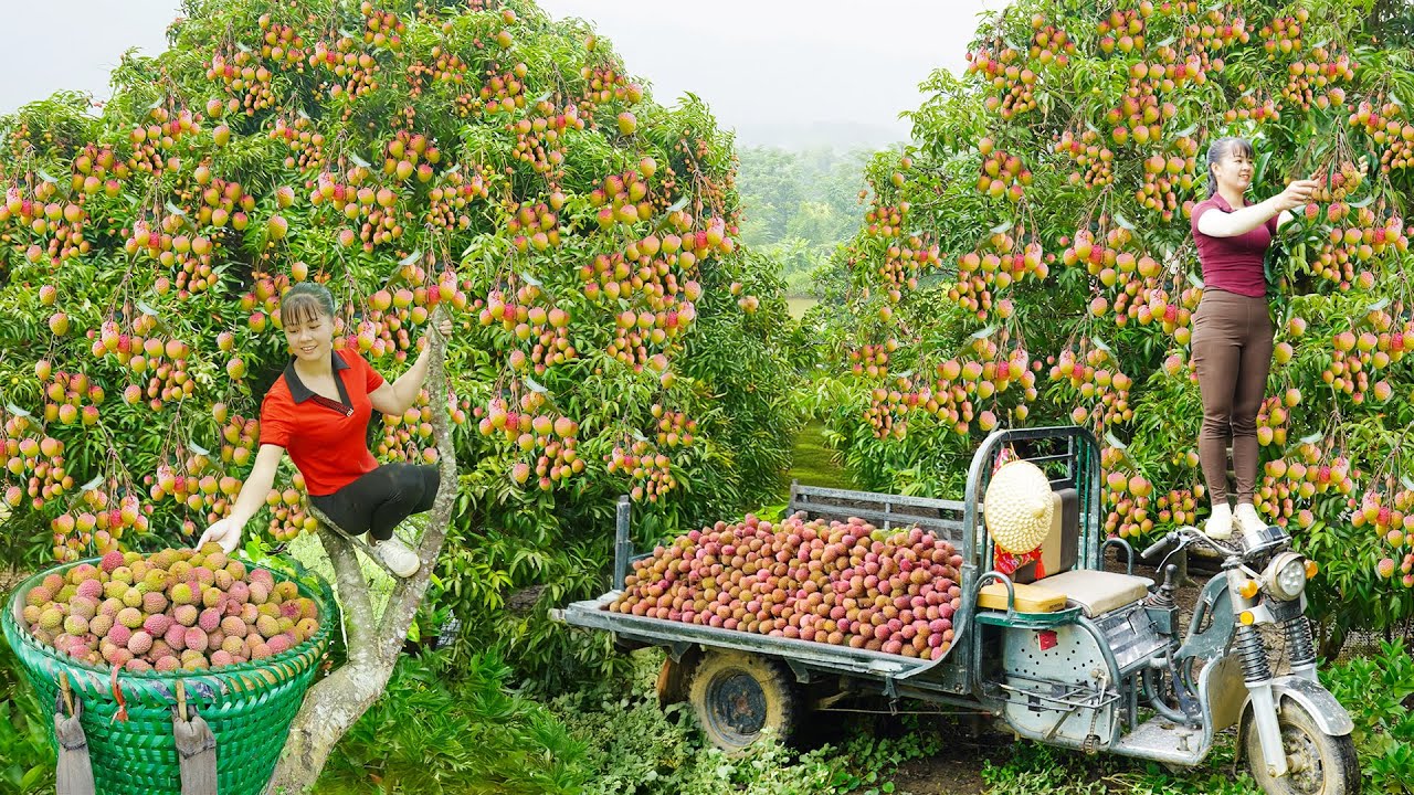 Harvesting 1000 Dragon Fruit & Lychees, Use Truck To Transport Goes To Market Sell - Farm Life