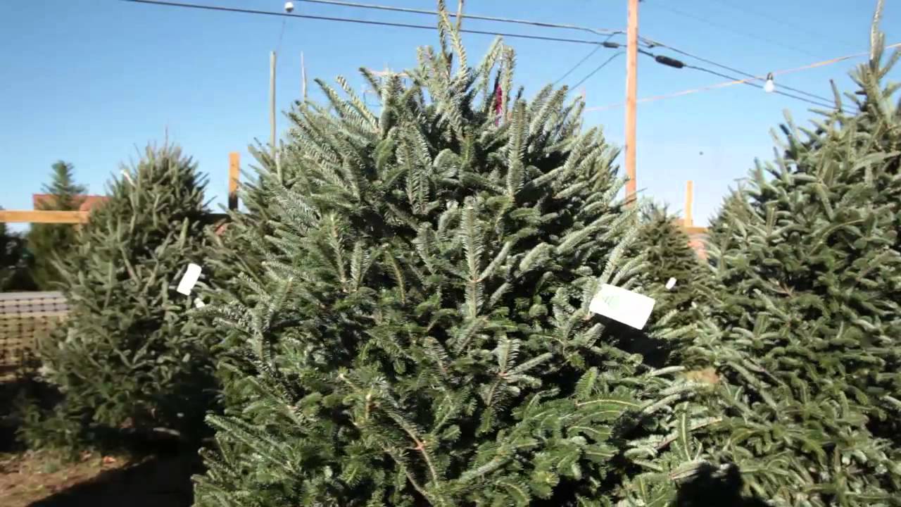 Tips for a Successful Christmas Tree Retail Lot