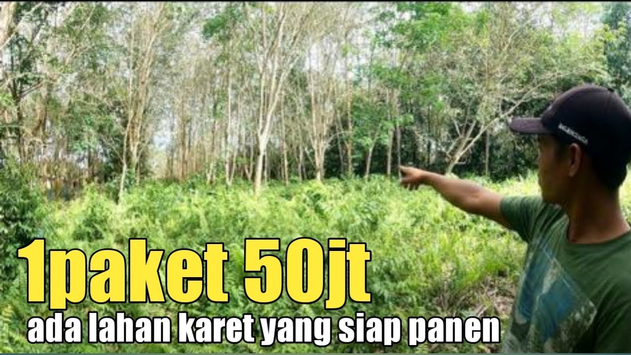 REVIEW LAHAN ISI KARET SIAP PANEN