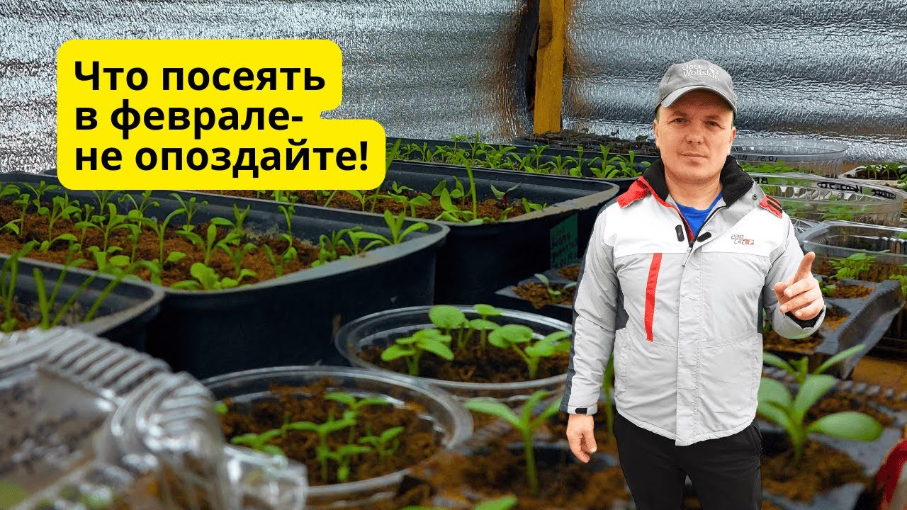 Что посеять в феврале- проверенный  список растений!