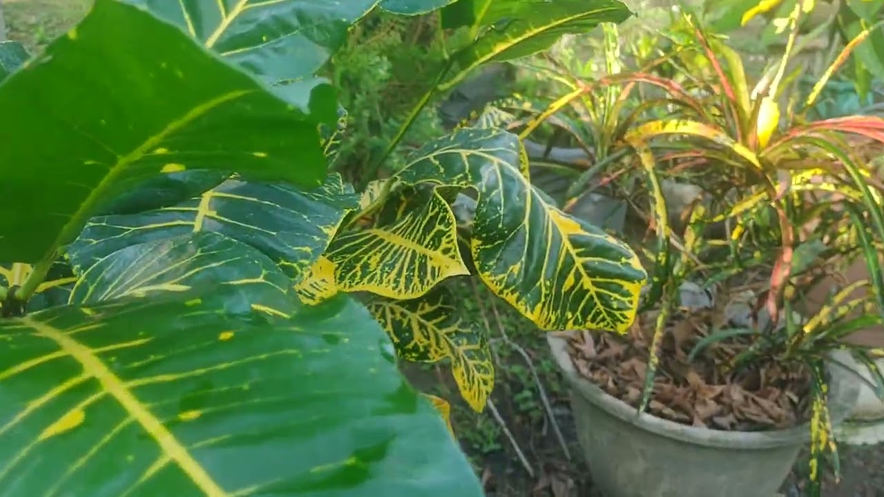 A minha paixão 🥰 os crotons 🍃🤗