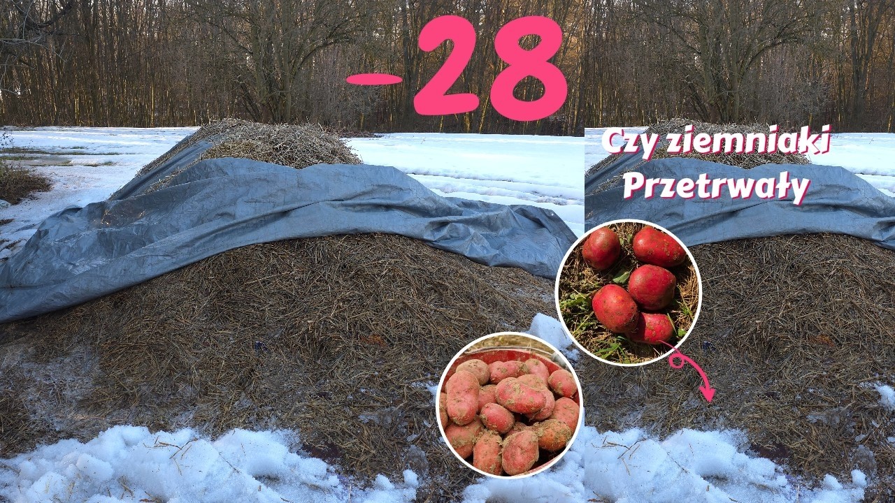 Czy ziemniaki przetrwały mrozy w pryzmie ?