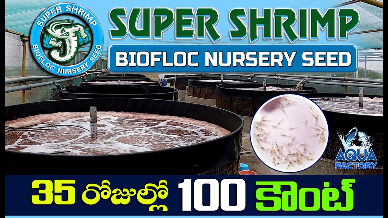 Biofloc Shrimp Farming | Super Shrimp Biofloc Nursery seed Hatchery | Shrimp Farming | Aqua Factory
