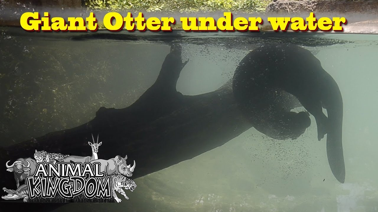 Giant Otter playing under water   Zoo Miami