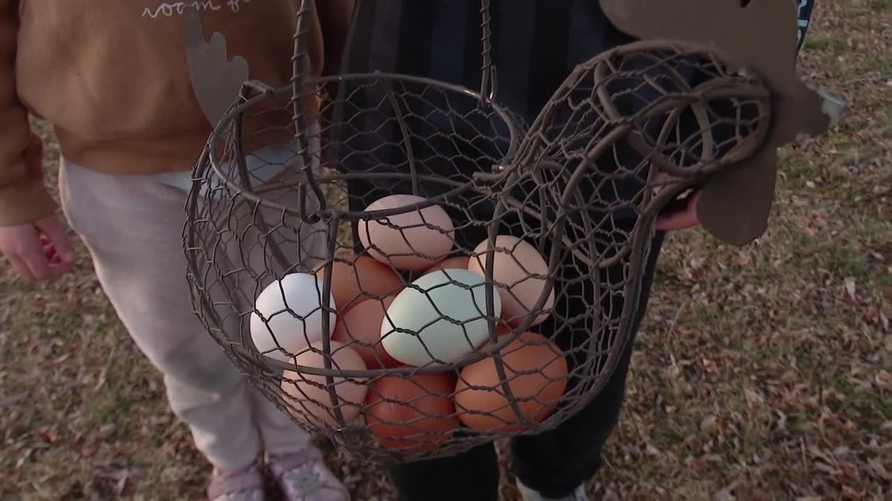 Backyard chickens prove to be a gamechanger for some Utahns