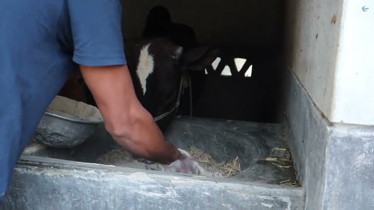 আমার এক চাচা বলেছিল,,