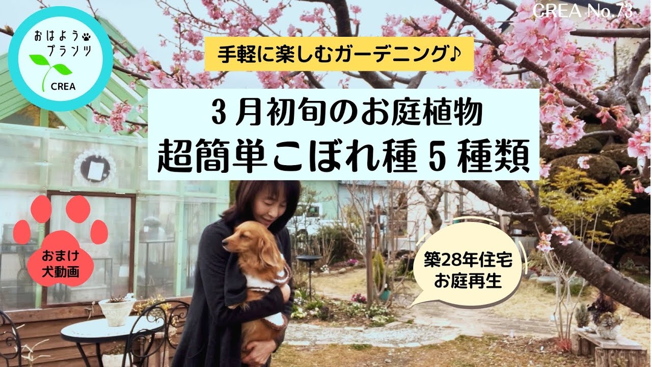 【春に咲く🌱こぼれ種5種類】3月初旬のお庭の様子🌸ミモザ3種類と宿根草の芽吹きNo.73/2025.3.8撮影
