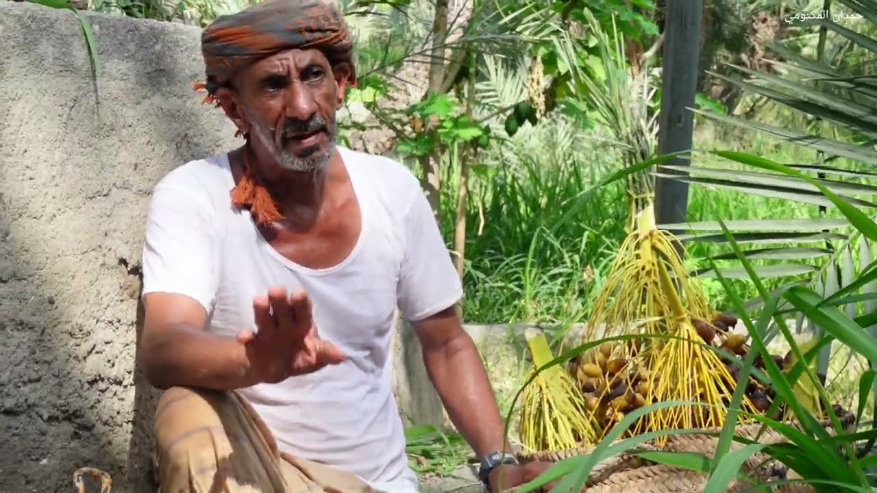 حصاد تمور النغال فى بلدة الخبات وادي عاهن ولاية صحار