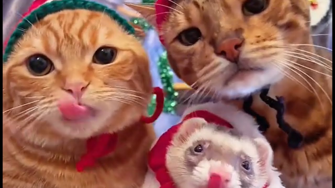 クリスマスプレゼント開封