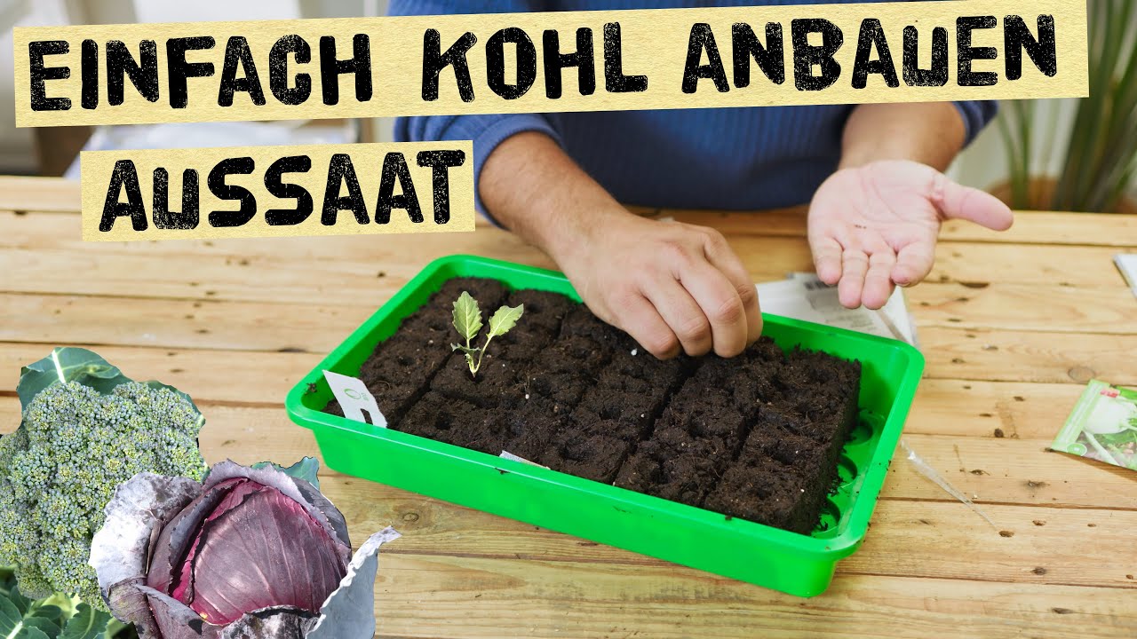 Wann s&auml;t man Kohl aus? Diverse Kohlsorten fr&uuml;h vorziehen. Aussaat und Erdaballenpresse im Februar.