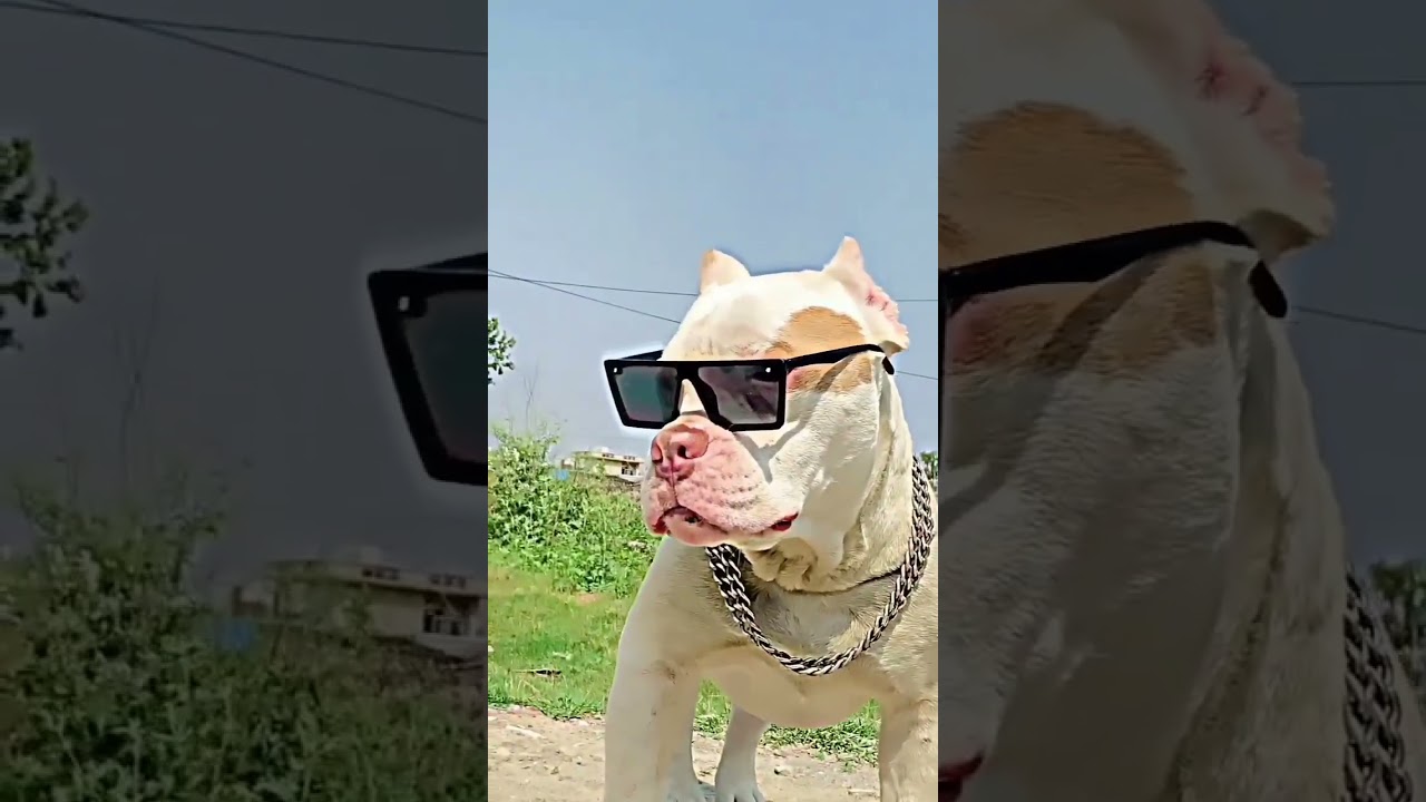 pitbull dog 🐕&zwj;🦺🤬 #pigeon #shortssong #kabootar #viral #youtubeshorts #pigeonlover #dog