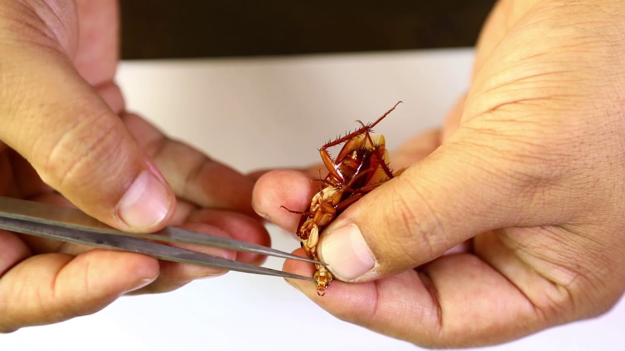 Cockroach Mouthparts Dessection ( আরশোলার মুখোপাঙ্গ ব্যবচ্ছেদ ) | Biology Practical