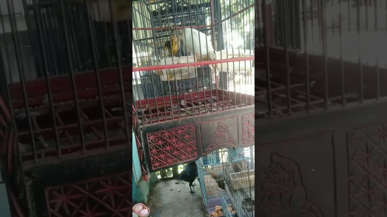 Burung ini ditawar 10 jt tapi gak dilepas oleh pemiliknya mungkin burung paling langka dipasaran