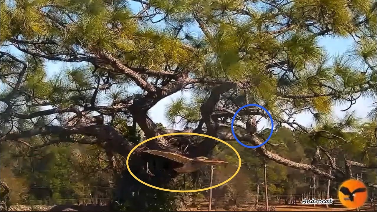 Eagle Country 2-24-26.  Gus Protects Willow from Hawks and Crows in the Nest Tree.