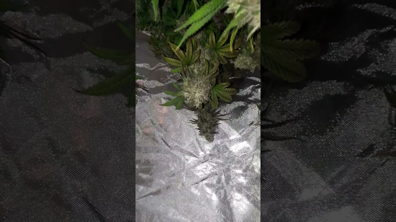 Ethos Purple Thai Auto Harvest