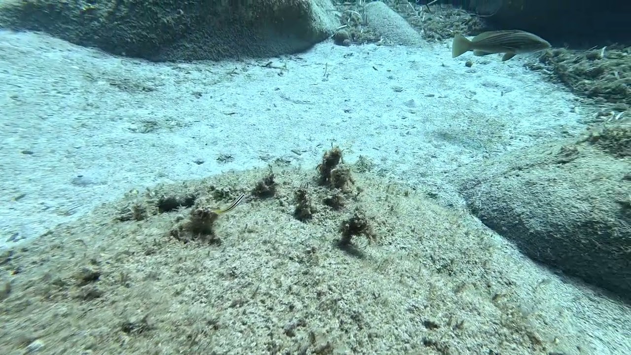 Un incontro silenzioso con il Dotto nel mare di Sardegna
