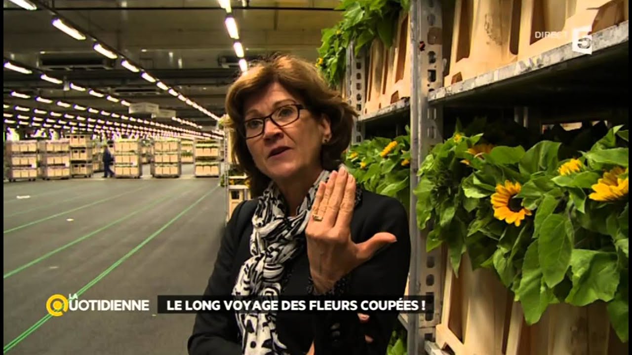 Les Pays-Bas, le passage obligé des fleurs coupées