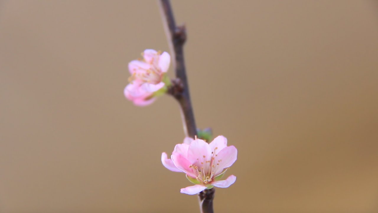 How to - Making Prunus Shohin Bonsai from Nursery Stock
