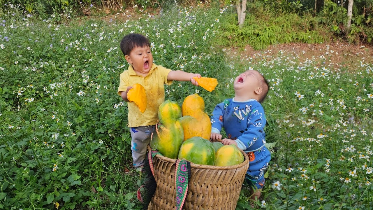 Mom took her two children to pick papaya and the two children competed to eat the papaya fruit