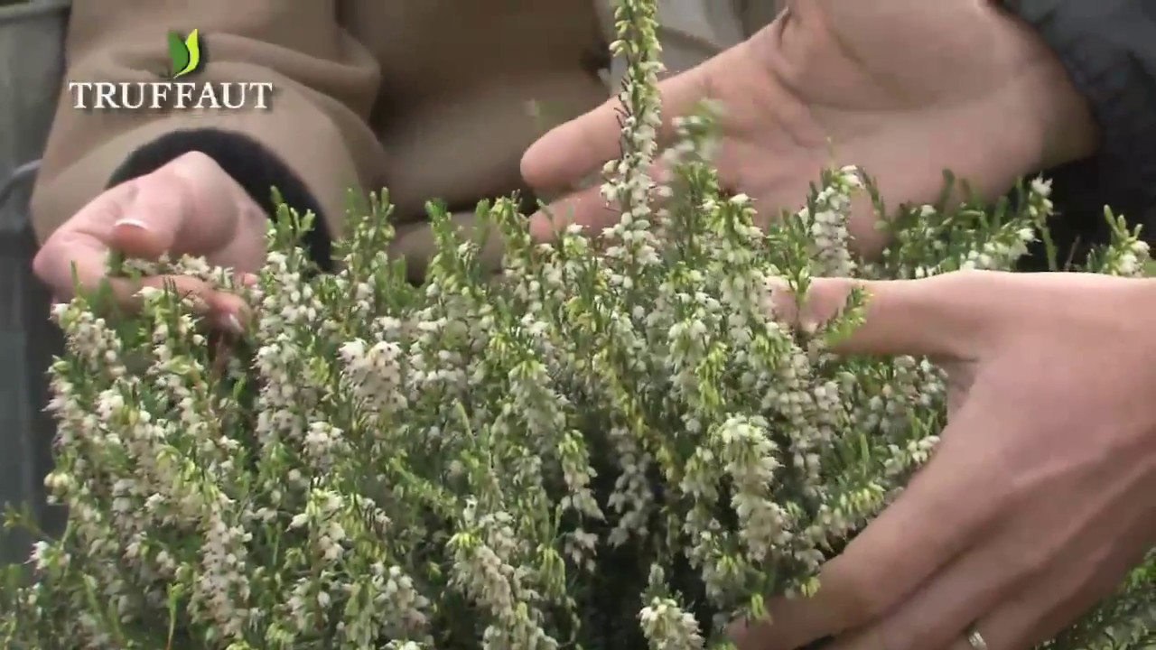 Les bruyères : créer un massif de plantes couvre-sol  - Truffaut