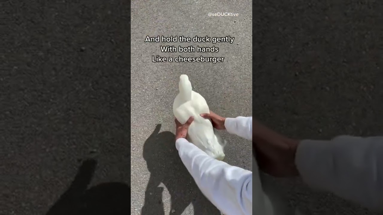 How to pick up a duck (part 4)