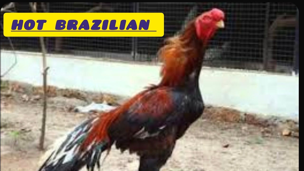 Brazils majestic champion rooster خروس قهرمان برزیلی 