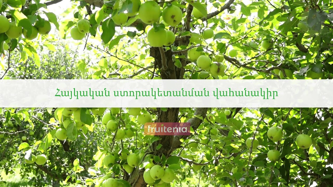 Հայկական ստորակետանման վահանակիր / Oystershell scale